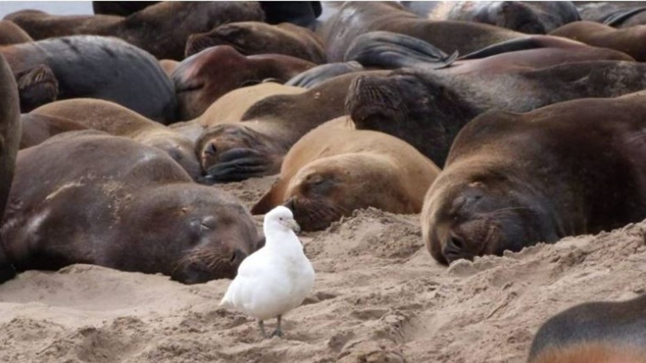 More than 1,200 sea lions reportedly die from bird flu – Rufinoweb.com.ar